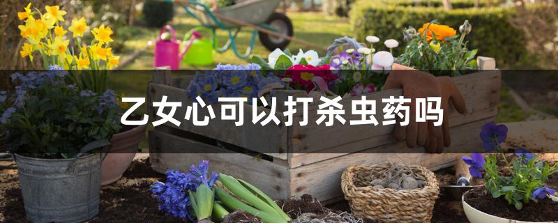 乙女心可以打杀虫药吗 乙女心可以打杀虫药吗