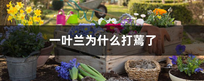 一叶兰为什么打蔫了 一叶兰为什么打蔫了