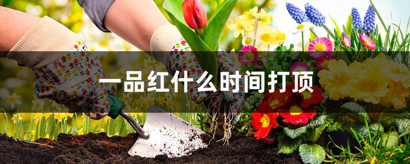 一品红什么时间打顶 一品红什么时间打顶