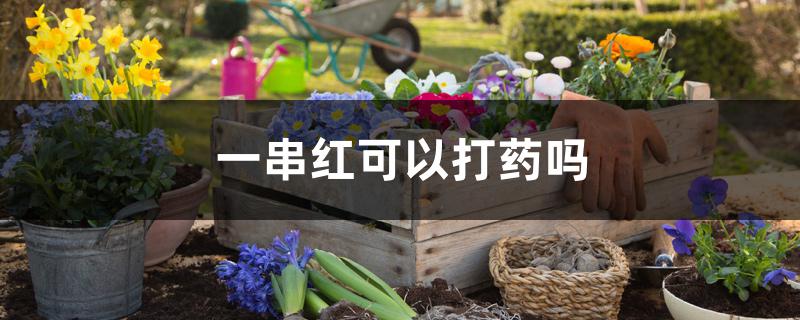 一串红可以打药吗 一串红可以打药吗