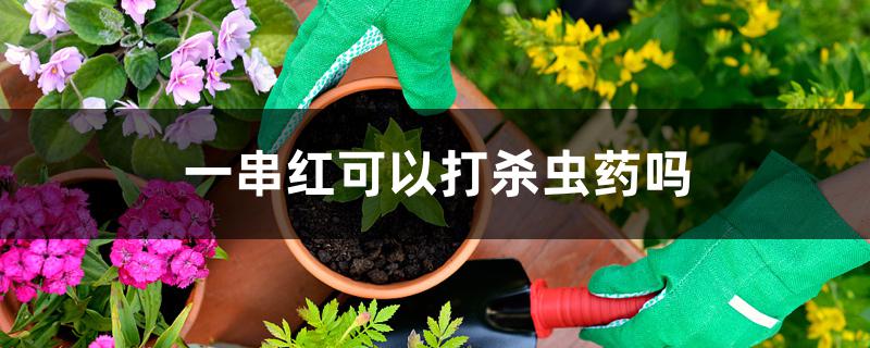 一串红可以打杀虫药吗 一串红可以打杀虫药吗