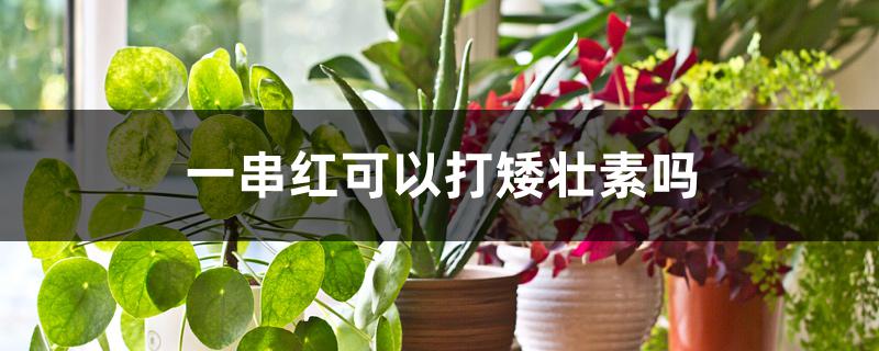 一串红可以打矮壮素吗 一串红可以打矮壮素吗