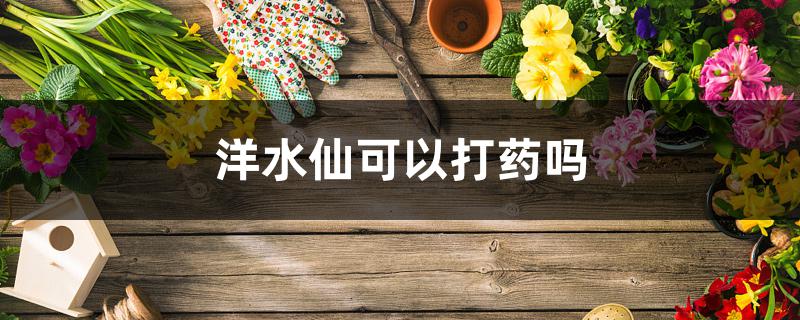洋水仙可以打药吗 洋水仙可以打药吗
