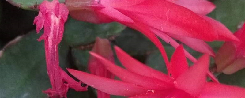 假昙花换盆要注意什么? 假昙花换盆要注意什么?