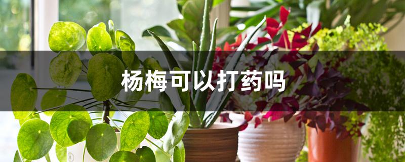 杨梅可以打药吗 杨梅可以打药吗