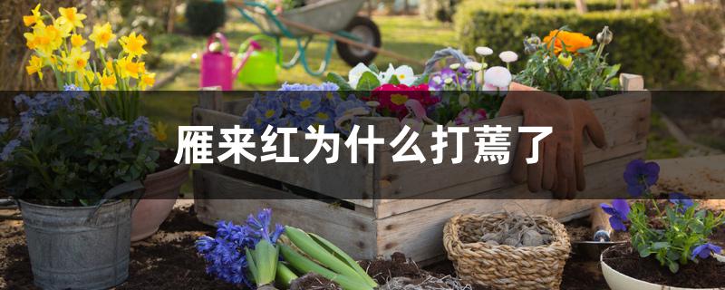 雁来红为什么打蔫了 雁来红为什么打蔫了