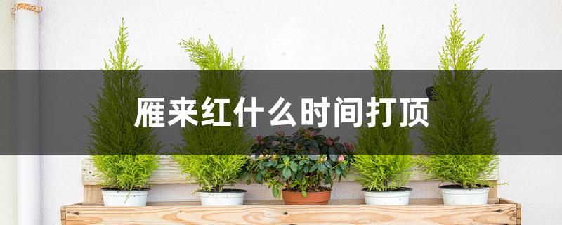 雁来红什么时间打顶 雁来红什么时间打顶
