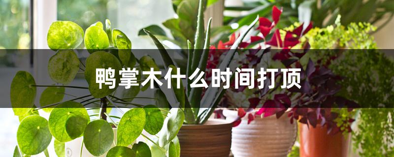 鸭掌木什么时间打顶 鸭掌木什么时间打顶