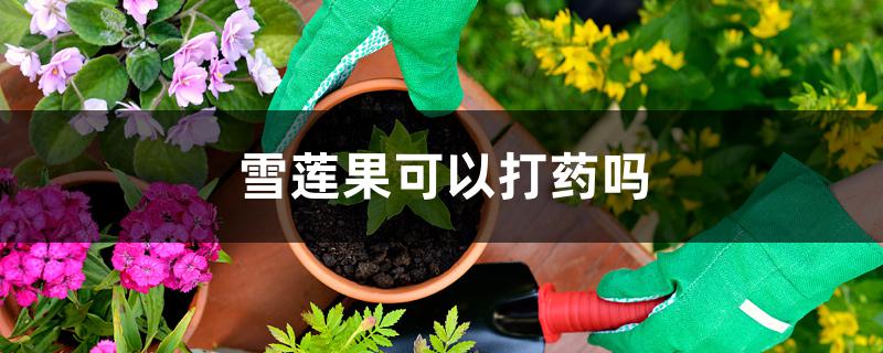 雪莲果可以打药吗 雪莲果可以打药吗