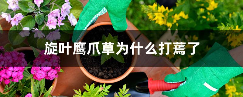 旋叶鹰爪草为什么打蔫了 旋叶鹰爪草为什么打蔫了