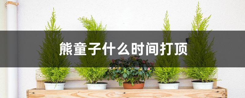 熊童子什么时间打顶 熊童子什么时间打顶