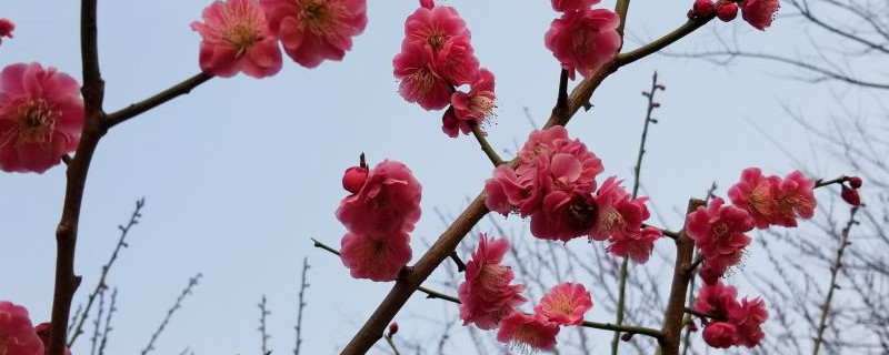 怎么让枯死的梅花重新发芽 怎么让枯死的梅花重新发芽