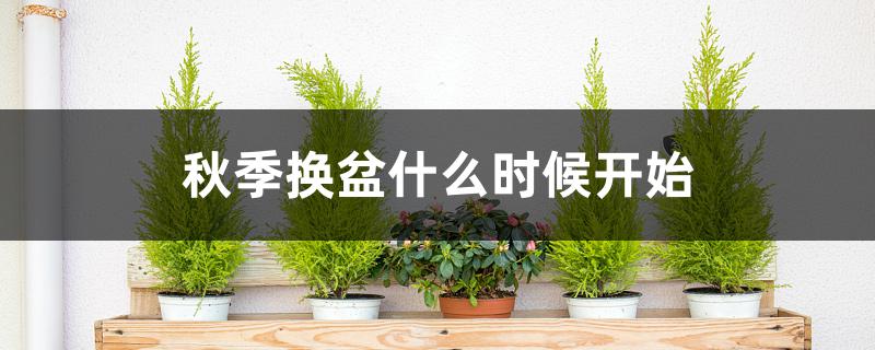秋季换盆什么时候开始 秋季换盆什么时候开始