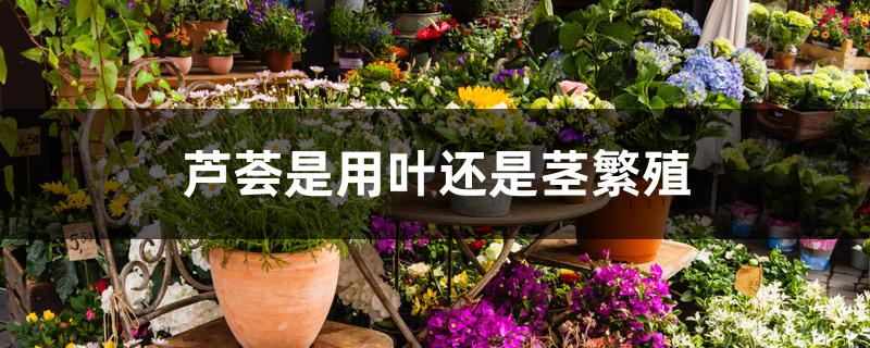 芦荟是用叶还是茎繁殖 芦荟是用叶还是茎繁殖