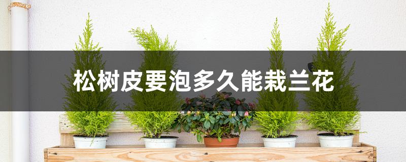松树皮要泡多久能栽兰花 松树皮要泡多久能栽兰花