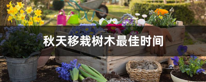 秋天移栽树木最佳时间 秋天移栽树木最佳时间