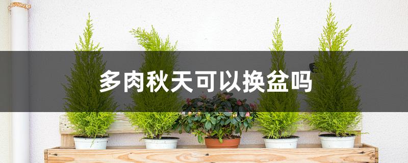 多肉秋天可以换盆吗 多肉秋天可以换盆吗