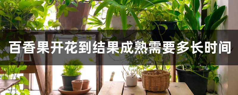 百香果开花到结果成熟需要多长时间 百香果开花到结果成熟需要多长时间