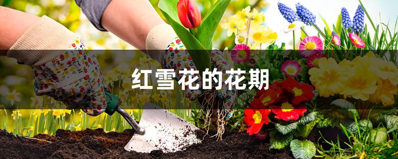 红雪花的花期 红雪花的花期