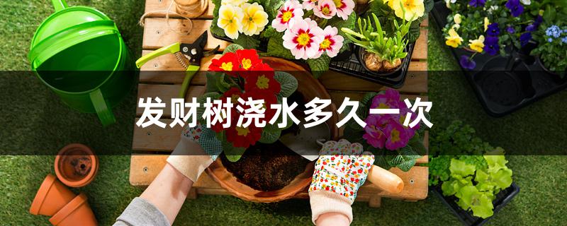 发财树浇水多久一次 发财树浇水多久一次