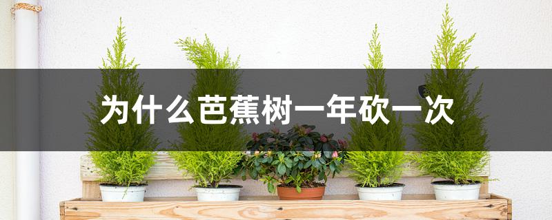 为什么芭蕉树一年砍一次