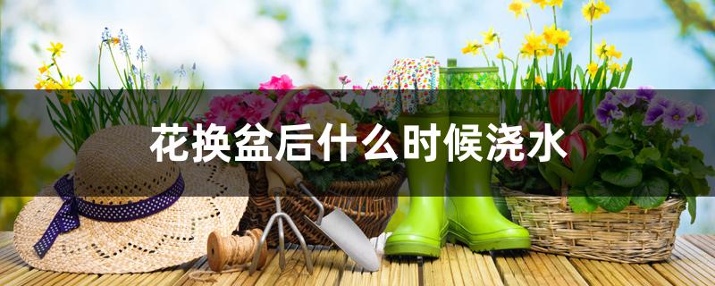 花换盆后什么时候浇水 花换盆后什么时候浇水