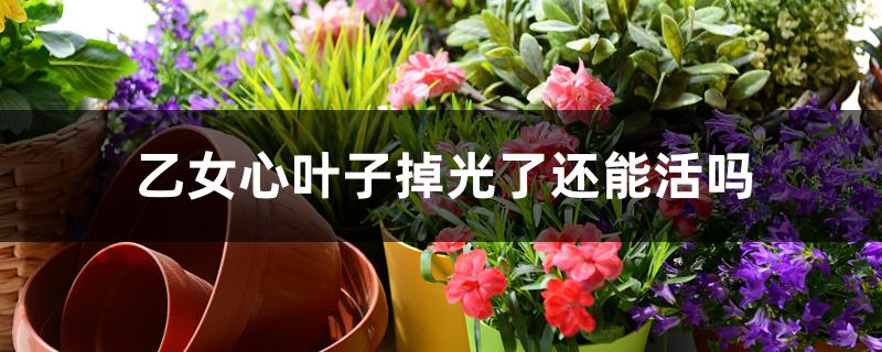 乙女心叶子掉光了还能活吗 乙女心叶子掉光了还能活吗