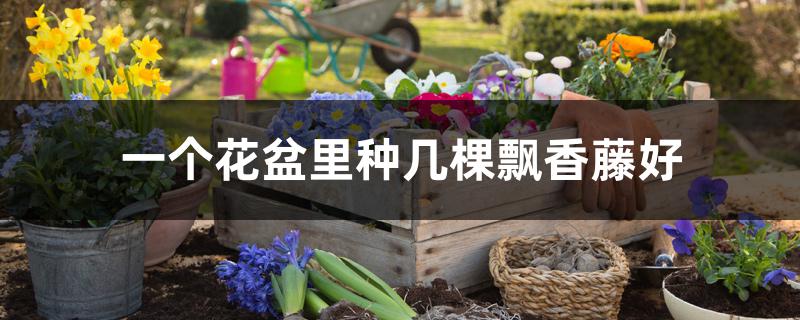 一个花盆里种几棵飘香藤好 一个花盆里种几棵飘香藤好