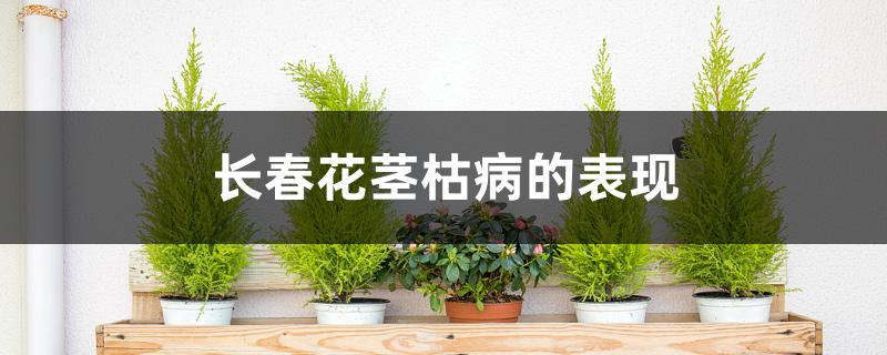长春花茎枯病的表现 长春花茎枯病的表现