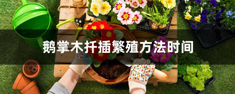 鹅掌木扦插繁殖方法时间 鹅掌木扦插繁殖方法时间