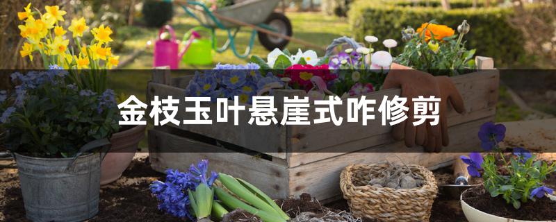 金枝玉叶悬崖式咋修剪 金枝玉叶悬崖式咋修剪