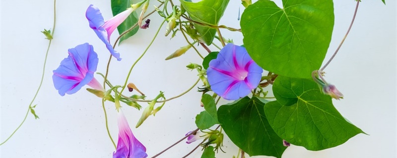 牵牛花的花语和寓意 牵牛花的花语和寓意