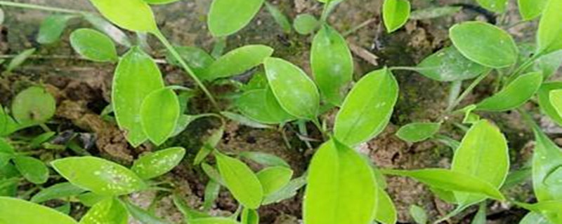 北方旱地柴胡种植技术 北方旱地柴胡种植技术