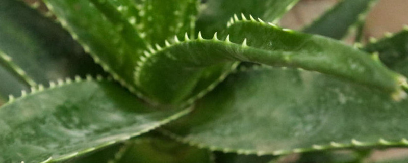 芦荟花怎么养才茂盛 芦荟花怎么养才茂盛