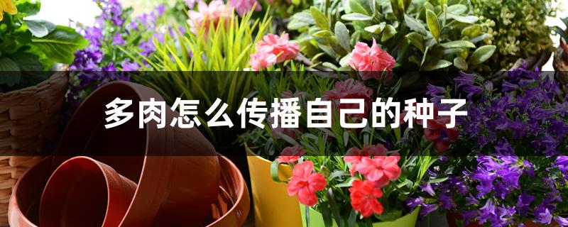 多肉怎么传播自己的种子 多肉怎么传播自己的种子