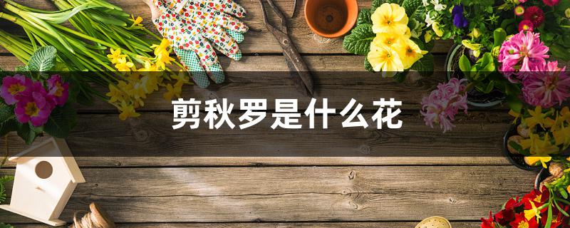 剪秋罗是什么花 剪秋罗是什么花
