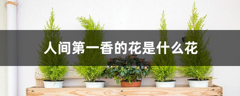 人间第一香的花是什么花
