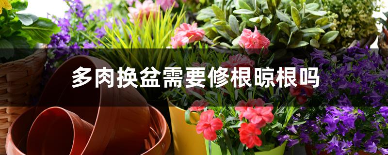 多肉换盆需要修根晾根吗 多肉换盆需要修根晾根吗