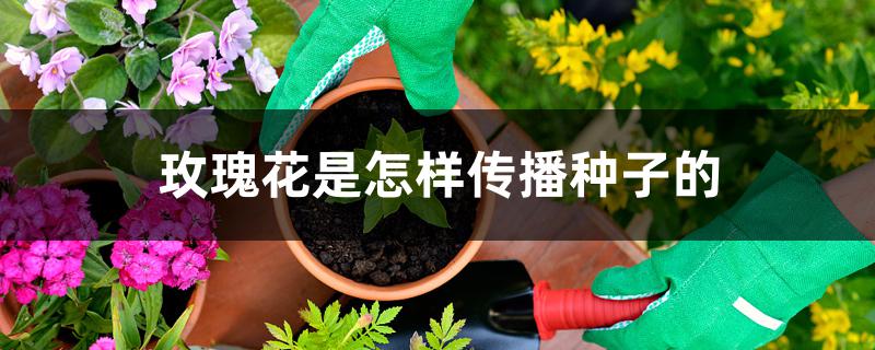 玫瑰花是怎样传播种子的 玫瑰花是怎样传播种子的