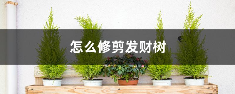 怎么修剪发财树 怎么修剪发财树