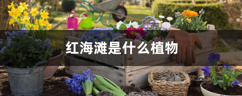 红海滩是什么植物 红海滩是什么植物