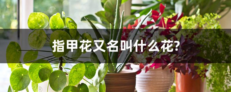 指甲花又名叫什么花? 指甲花又名叫什么花?