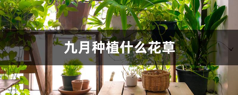 九月种植什么花草 九月种植什么花草