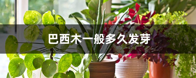 巴西木一般多久发芽 巴西木一般多久发芽
