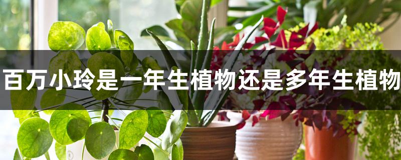 百万小玲是一年生植物还是多年生植物 百万小玲是一年生植物还是多年生植物