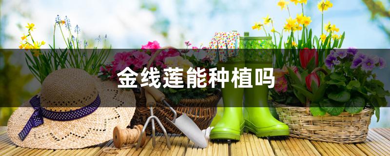 金线莲能种植吗 金线莲能种植吗