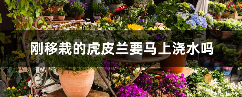 刚移栽的虎皮兰要马上浇水吗 刚移栽的虎皮兰要马上浇水吗