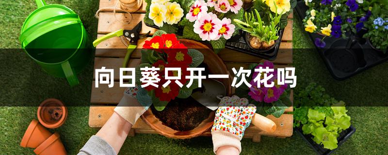 向日葵只开一次花吗 向日葵只开一次花吗