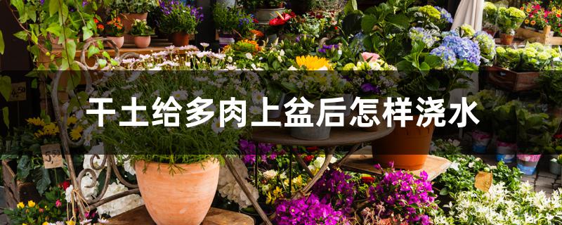 干土给多肉上盆后怎样浇水