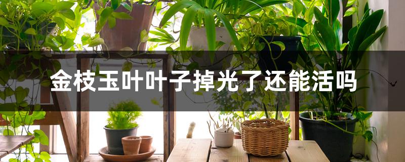 金枝玉叶叶子掉光了还能活吗 金枝玉叶叶子掉光了还能活吗
